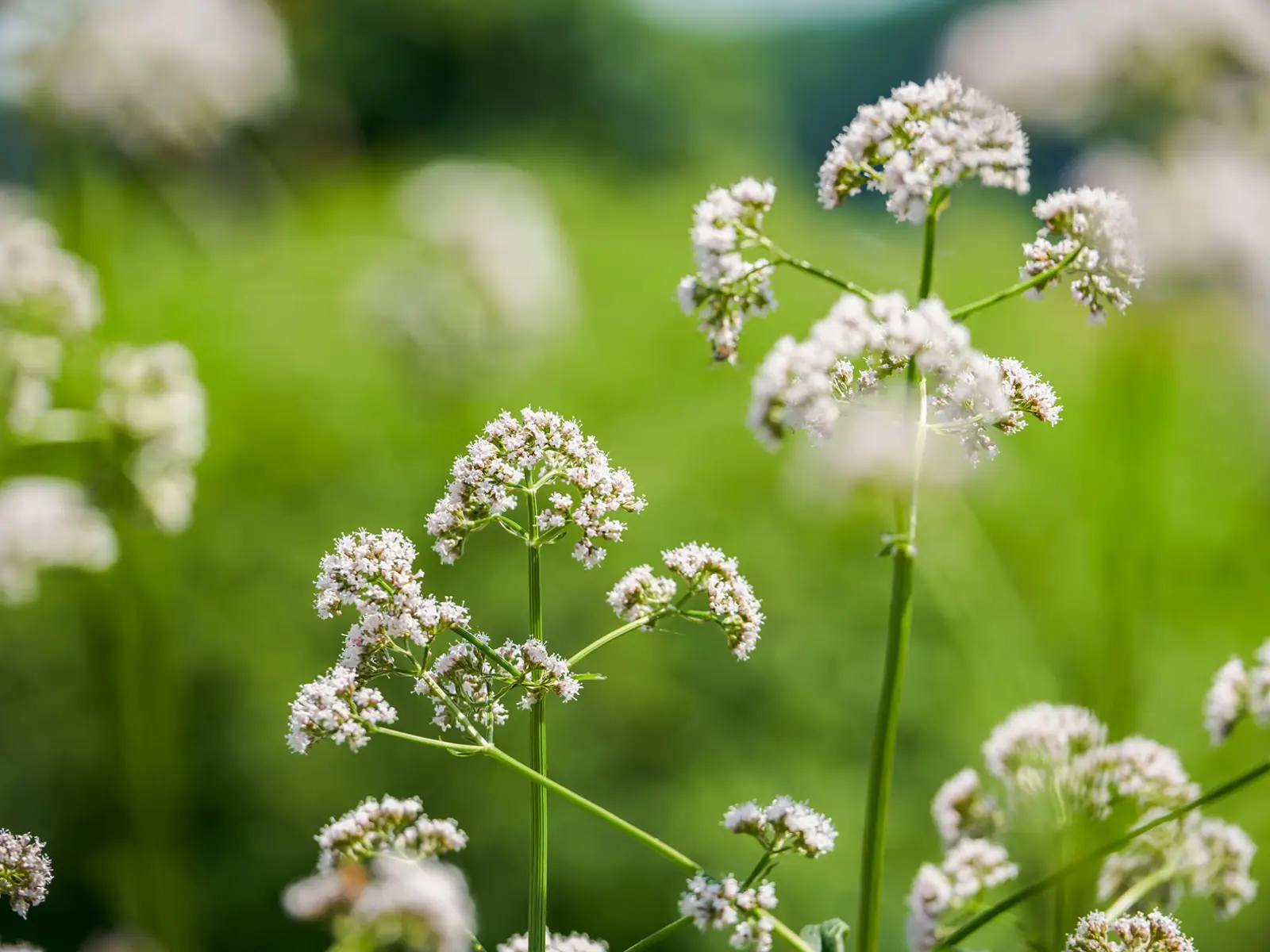 Valerian Root